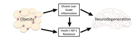 fiona costello|Weighting evidence in MS: Obesity and neurodegeneration .